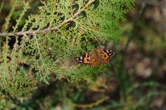 Aqtau Botanischer Garten