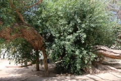 Berge-von-Aktau-und-Katutau-8