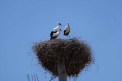 IMG-20190620-WA0034