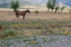 Cowboy-in-Kasachstan-18