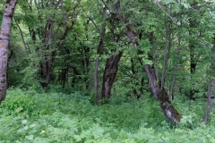 Göygöl National Park