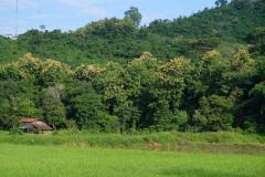Das-goldene-Dreieck_Laos-22
