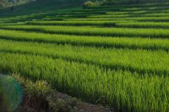 Das-goldene-Dreieck_Laos-31