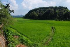 Das-goldene-Dreieck_Laos-7