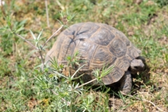 Morgens am Jandari See: Maurische Landschildkröte