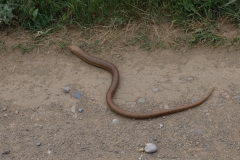 Morgens am Jandari See:  eine Schlange, die keine ist  (sozuagen eine Fakesnake, genauer gesagt Scheltopusik - Pseudopus Apodus)