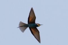 Morgens am Jandari See: Unbekannter Vogel
