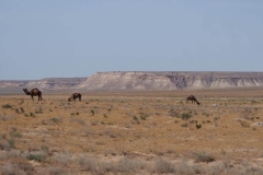 Bilder aus der Kasachischen Steppe