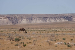 Bilder aus der Kasachischen Steppe
