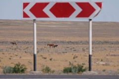 Bilder aus der Kasachischen Steppe