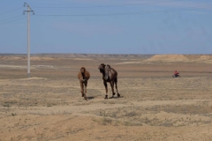 Bilder aus der Kasachischen Steppe
