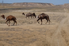 Bilder aus der Kasachischen Steppe
