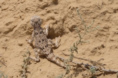 Bilder aus der Kasachischen Steppe