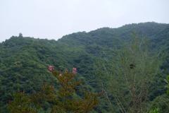 Naturschutzgebiet-Tangjiahe-26