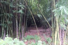 Chengdu-1