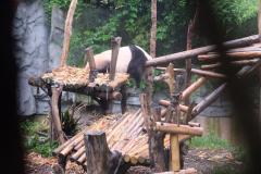 Chengdu-11
