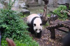 Chengdu-14