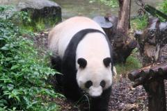 Chengdu-15