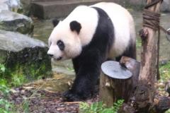 Chengdu-16