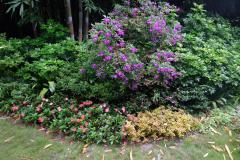 Chengdu-6