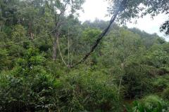 Regenwald-11