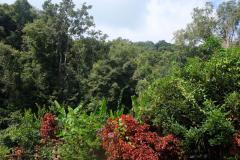 Regenwald-41