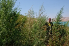 Region-Toktogul-10