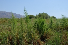 Region-Toktogul-12