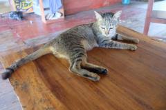 Im-Reich-der-4000-Inseln-11