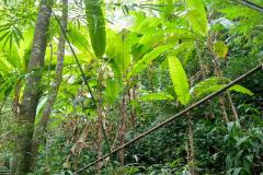 Tad-Fane-Wasserfaelle-in-Laos-6