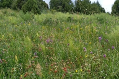 Wandern-im-Naturreservat-Aksu-Jabagly-20