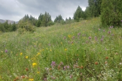 Wandern-im-Naturreservat-Aksu-Jabagly-5