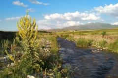 Wandern-im-Naturreservat-Aksu-Jabagly-8