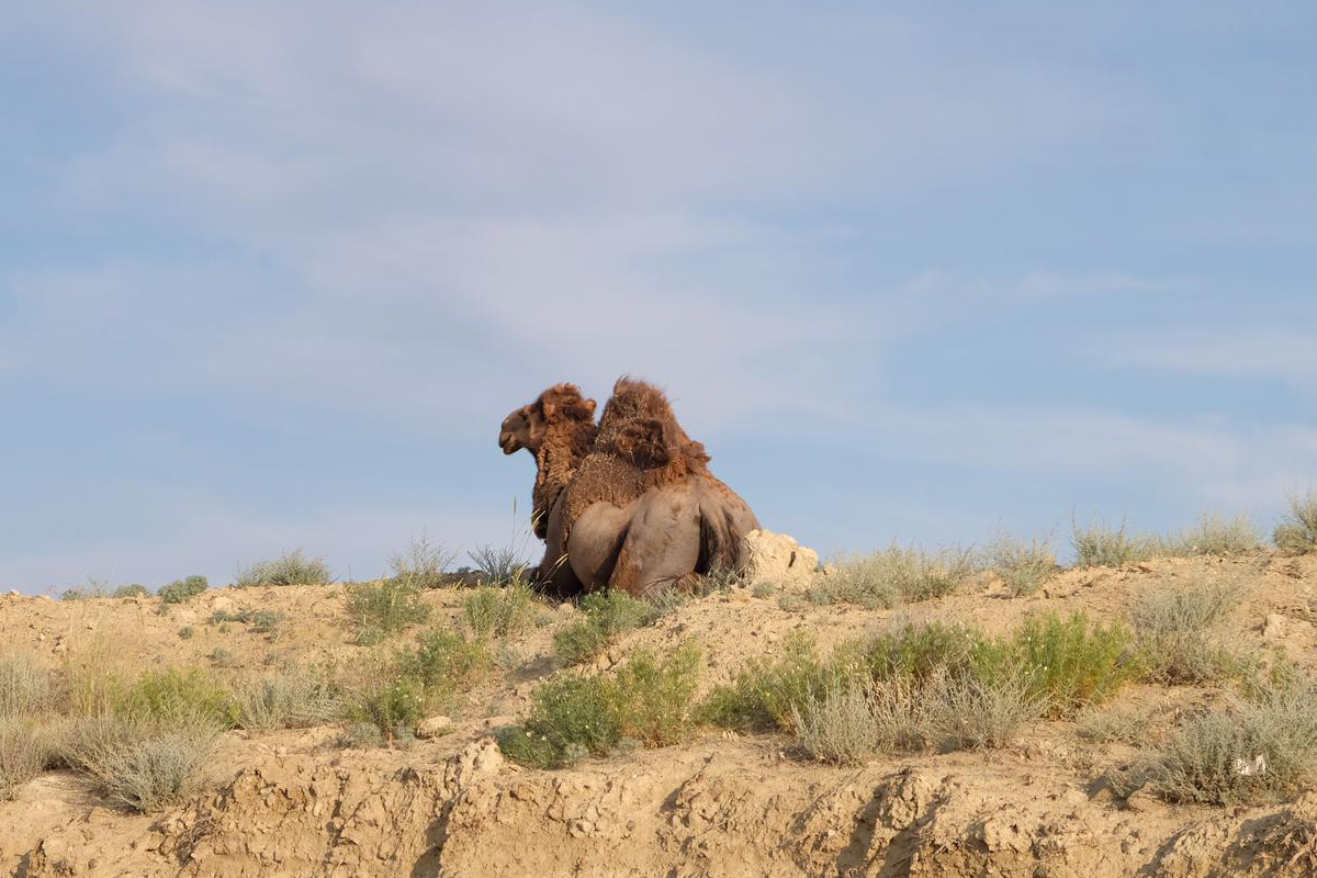 Kasachische Steppe hinter Aktau
