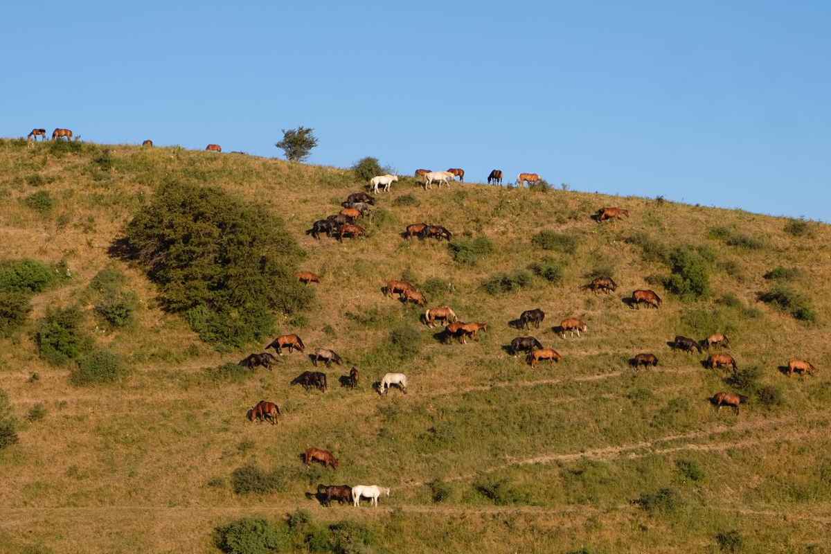 Pferde im Aksu-Canyon Kasachstan