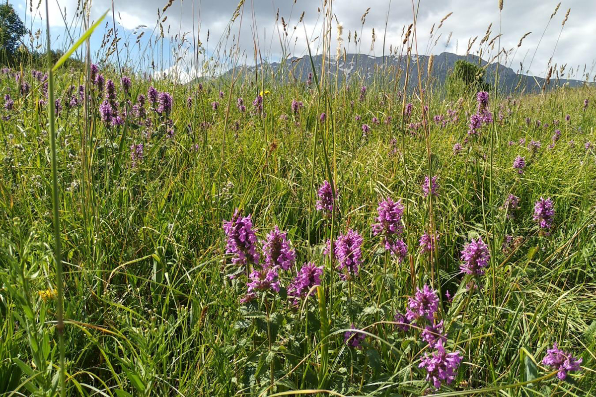 Wandern im Naturreservat Aksu-Jabagly