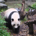 Chengdu Panda Centrum