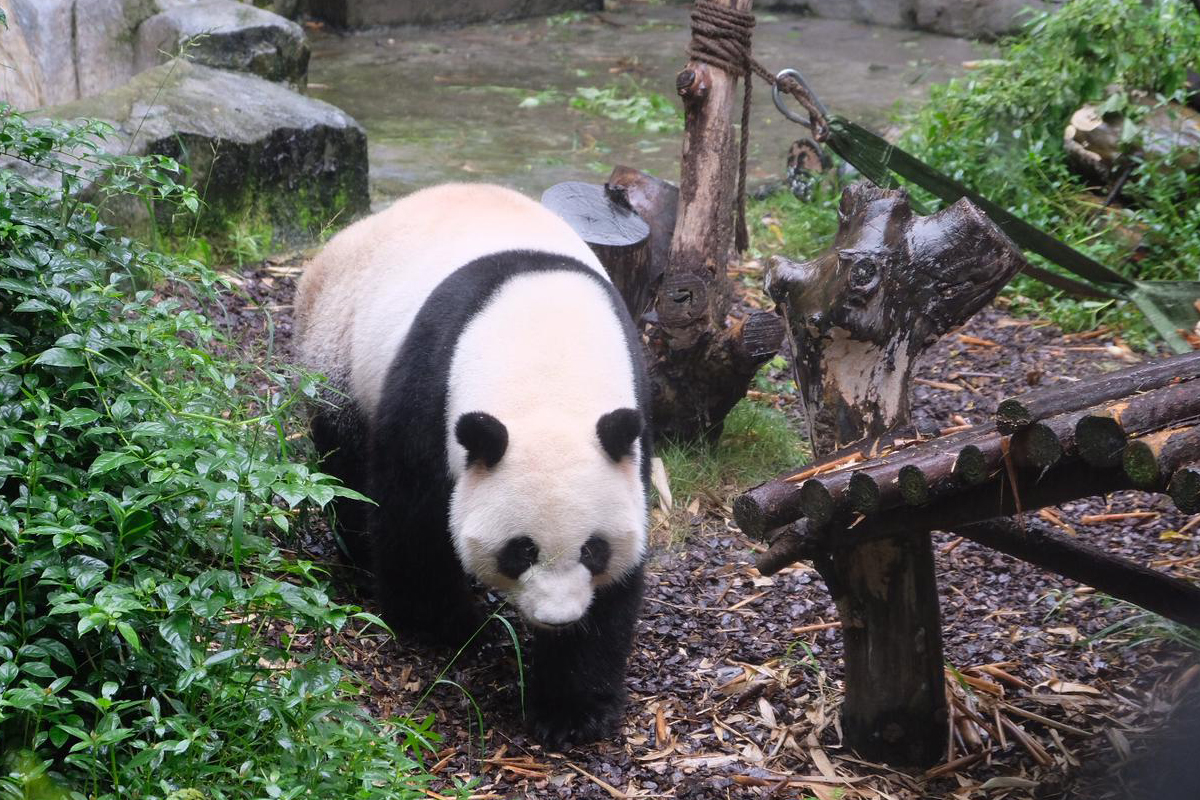 Chengdu Panda Centrum