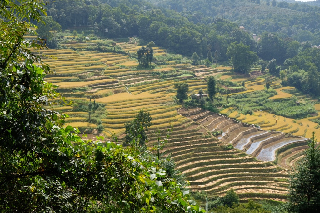 Hani Reisterrassen in Yunnan , China